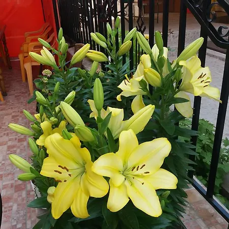 Sirena بريمورسكو