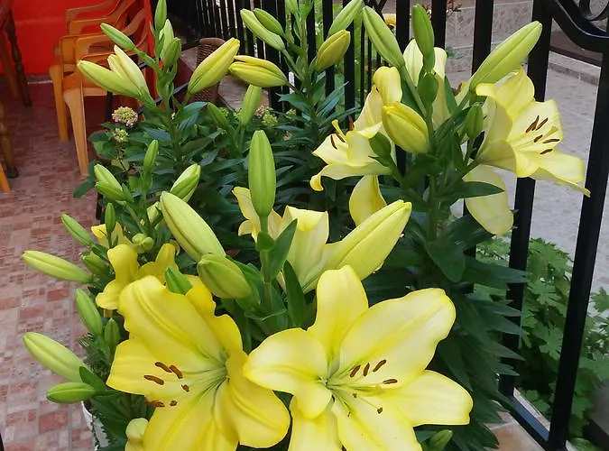 Sirena פרימורסקו